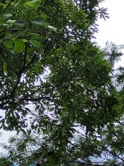 Diospyros samoensis