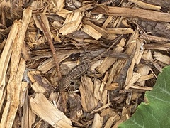 Sceloporus occidentalis bocourtii