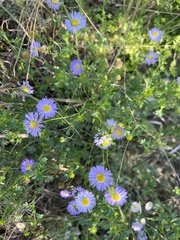 Brachyscome multifida