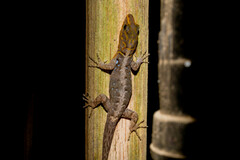 Gonatodes caudiscutatus