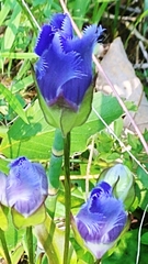 Gentianopsis crinita