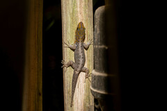 Gonatodes caudiscutatus