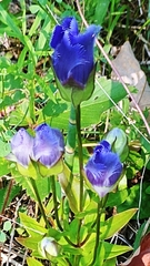 Gentianopsis crinita