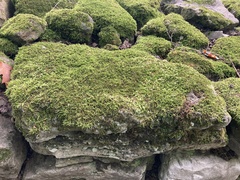 Pseudanomodon attenuatus