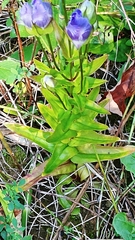 Gentianopsis crinita