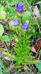 Gentianopsis crinita