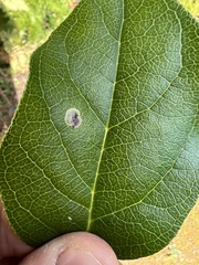 Cameraria gaultheriella