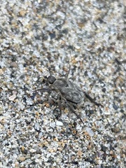 Hoplia