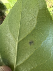 Cameraria gaultheriella