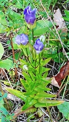 Gentianopsis crinita