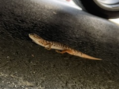 Elgaria multicarinata multicarinata