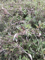 Dichanthelium scoparium