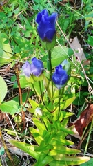 Gentianopsis crinita