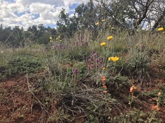 Castilleja exserta