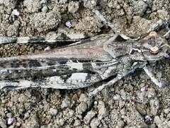Oedaleus infernalis