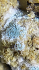Penicillium