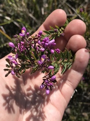 Comesperma