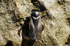 Callicorixa audeni