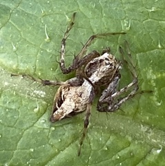 Oxyopes scalaris