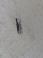 Raphidioptera