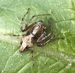 Oxyopes scalaris