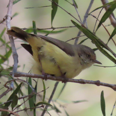Acanthiza reguloides
