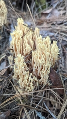Ramaria