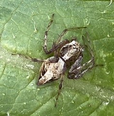 Oxyopes scalaris