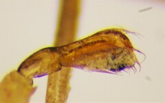 Callicorixa audeni