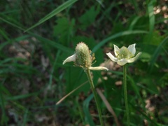 Anemone cylindrica