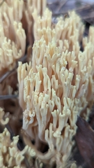 Ramaria
