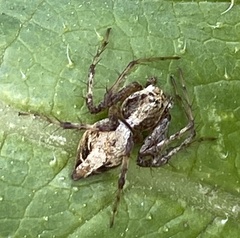 Oxyopes scalaris