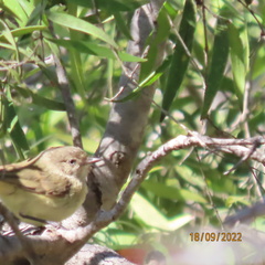 Acanthiza reguloides