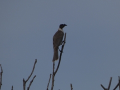 Philemon corniculatus