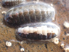 Ischnochiton maorianus