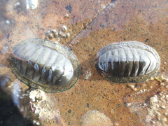 Chiton glaucus
