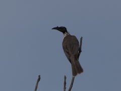 Philemon corniculatus