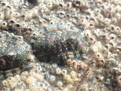 Sypharochiton sinclairi