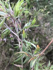 Dichanthelium scoparium