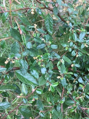 Pomaderris paniculosa