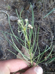 Asclepias subverticillata
