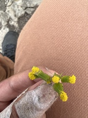 Senecio vulgaris