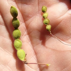 Desmodium grahamii