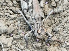 Oedaleus infernalis