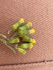 Senecio vulgaris