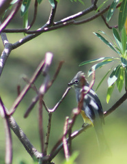 Ptiliogonys cinereus