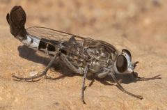 Apiocera