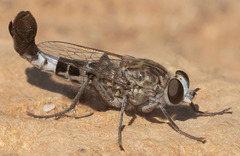 Apiocera
