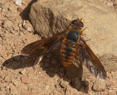 Poecilanthrax eremicus