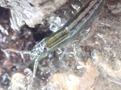 Betaeopsis aequimanus
